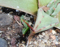 agave parryi PA233774-1