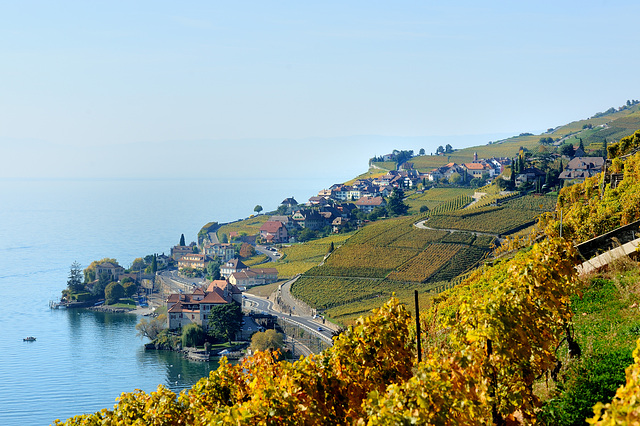 Rivaz (Lavaux) et le vignoble...