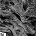 Baum-Hexe / witch-tree