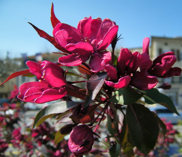 Fleurs rouges en buisson : Weigelia Red Prince