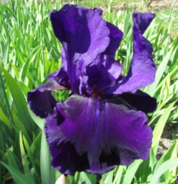 Iris mauve