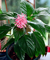 Justicia carnea