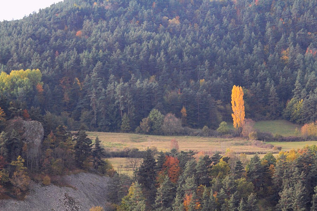 Paysage au peuplier