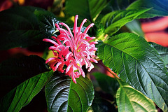 Justicia carnea