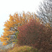 Cornouiller et Erable champêtre en octobre