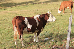 Vache Montbéliarde (4)