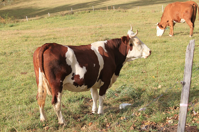 Vache Montbéliarde (4)