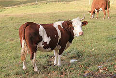 Vache Montbéliarde