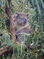 rostered koala