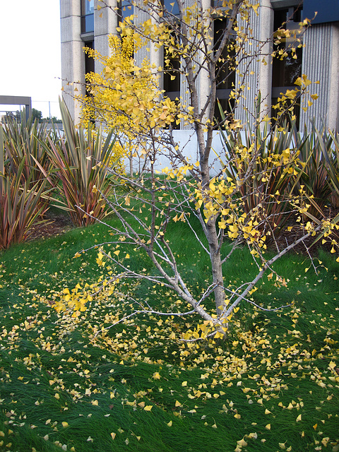 Great L.A. Walk (1565) Gingko