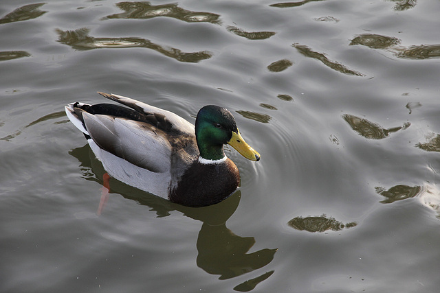 Monsieur Colvert