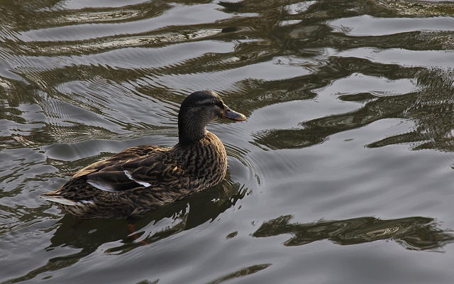 Madame Colvert