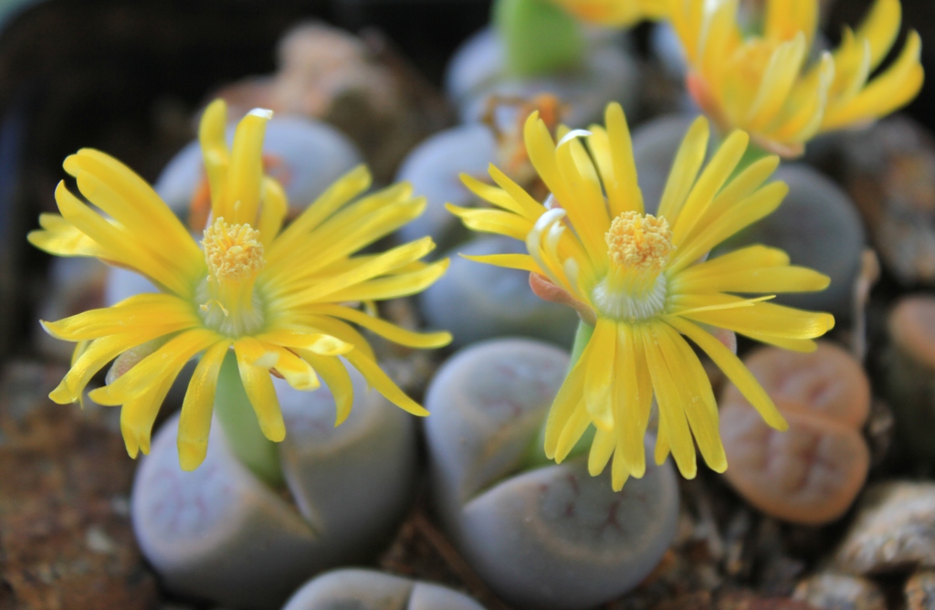 Lithops schwantesii marthae