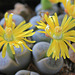 Lithops schwantesii marthae