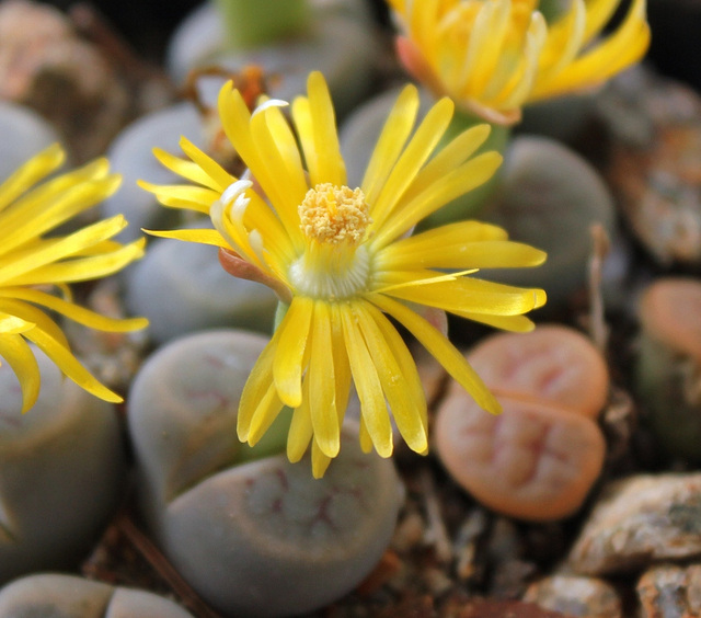 Lithops schwantesii marthae (2)