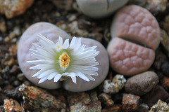 Lithops karasmontana Opalina (2)