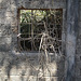 Fenêtre et brousaille / Shrubs and window / Maleza y ventana - 22 février 2011