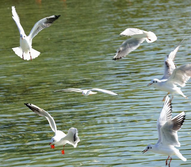 Mouettes en folie...