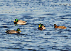 Mallards