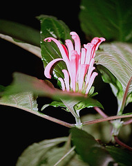 jacobinea carnea 1ere fleur 2