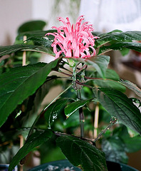 justicia carnea 2