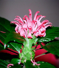 Justicia carnea (2) 2