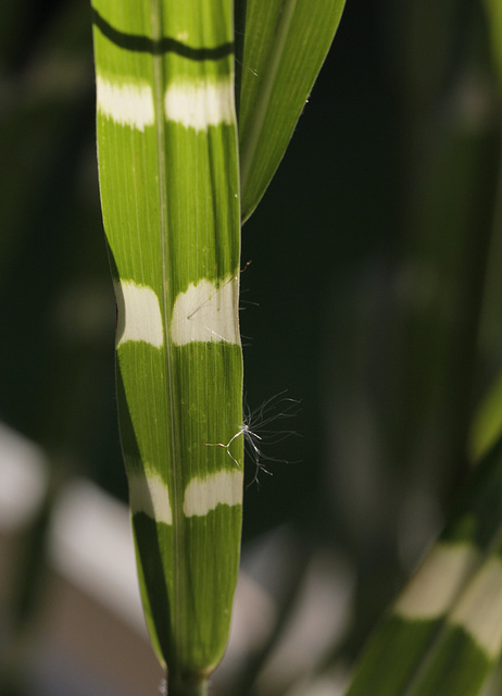 Miscanthus sinensis 'Zebrinus'