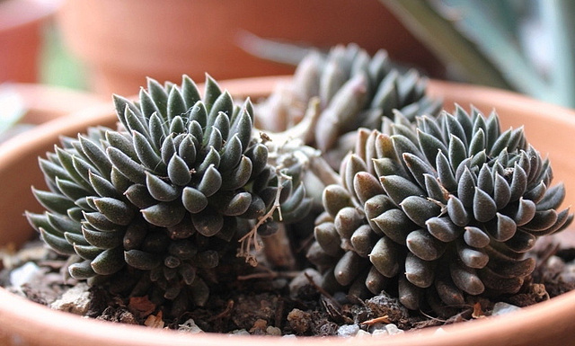 Sinocrassula 2