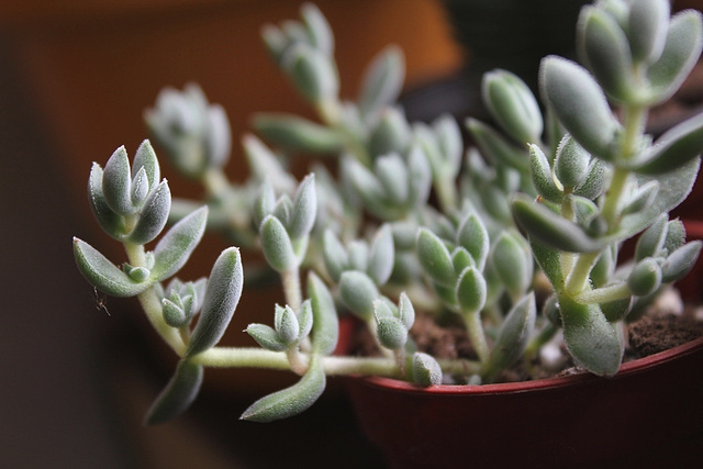 Crassula lanuginosa