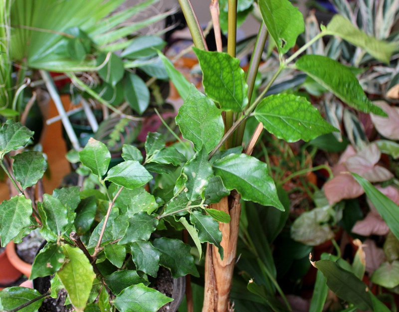 Thunbergia erecta