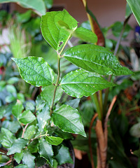 Thunbergia erecta (2)