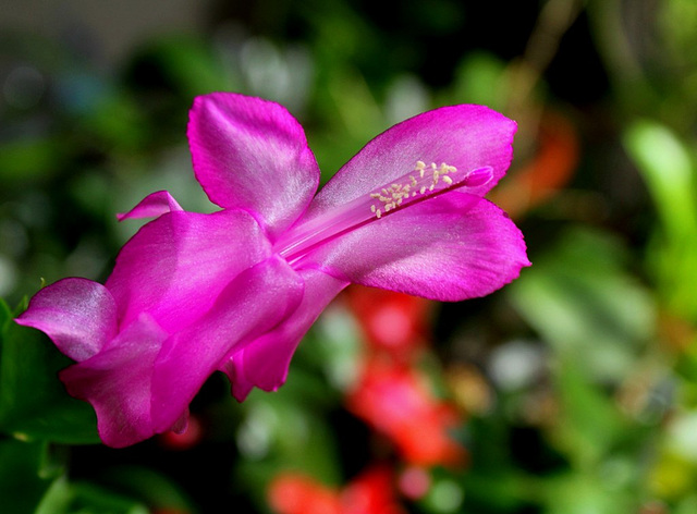 Schlumbergera rose