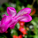 Schlumbergera rose