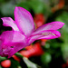 Schlumbergera rose