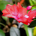 Schlumbergera rouge