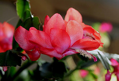 Schlumbergera rouge