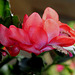 Schlumbergera rouge