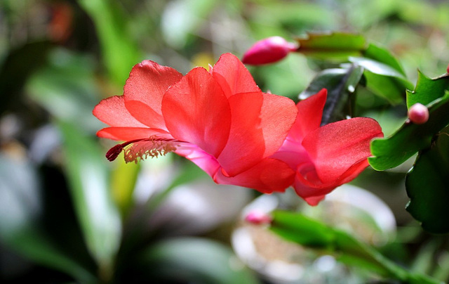 Schlumbergera rouge