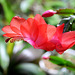 Schlumbergera rouge