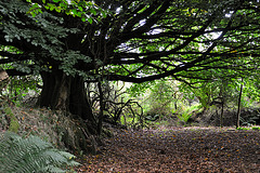 Baum - Dartmoor 110903