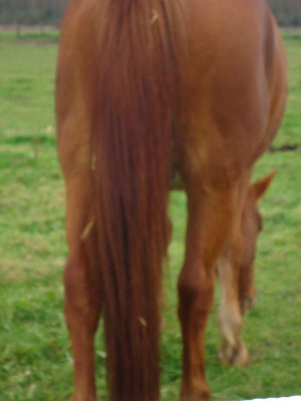 DSC00887