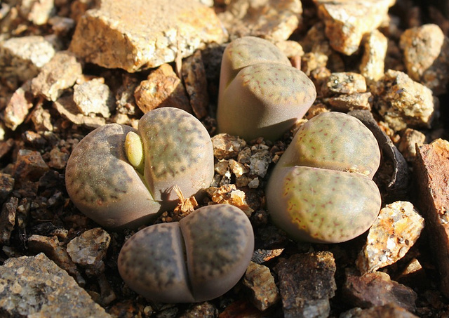 Lithops bromfieldi  v. glaudinae C393