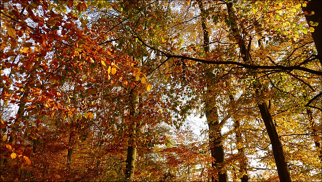 der Wald leuchtet