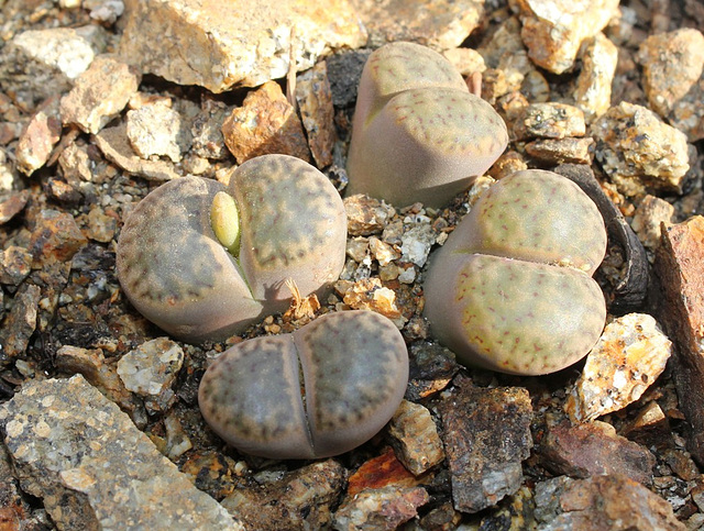 Lithops bromfieldi  v. glaudinae C393