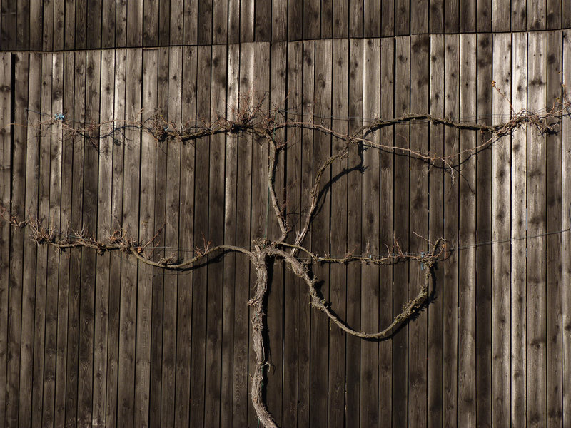 Reb-Holz