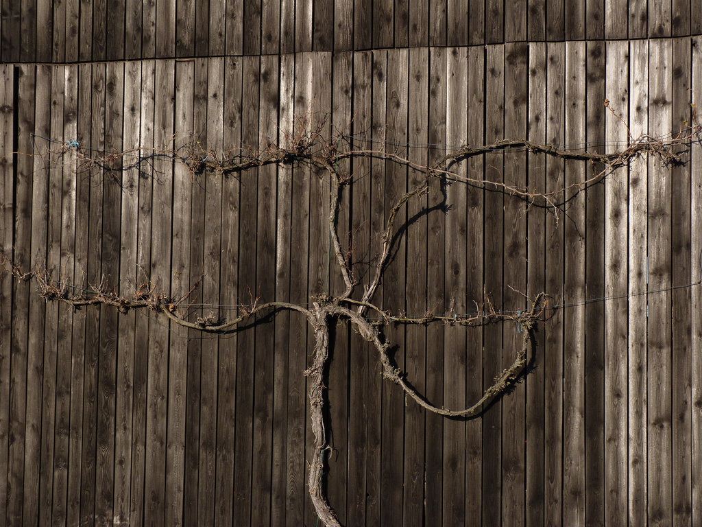 Reb-Holz