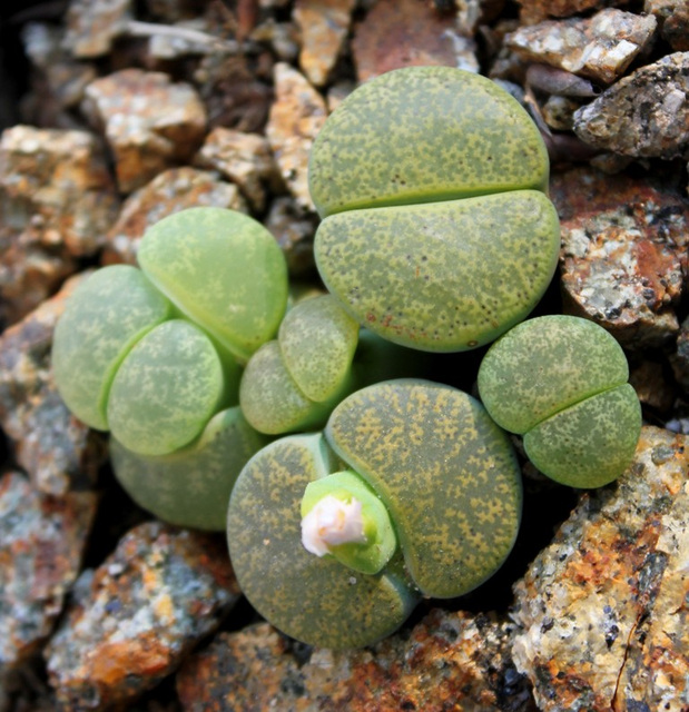 Lithops  lesliei "albinica" C 36 A