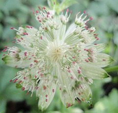 astrantia major 'shaggy' P9113266-2