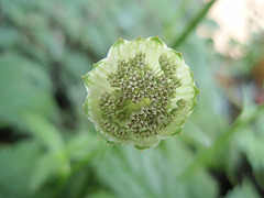 astrantia major 'shaggy' P9113271