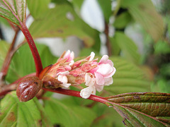 viburnum bodnantense 'dawn' P9113278